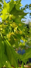 Acer platanoides