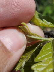 Andricus chinquapin