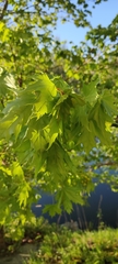 Acer platanoides