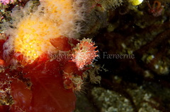 Carronella pellucida