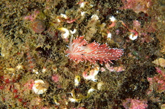 Carronella pellucida