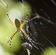 Argiope trifasciata