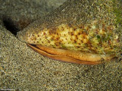 Conus canariensis