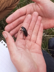 Dytiscus semisulcatus