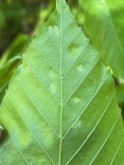 Acalitus ferrugineum