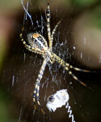Argiope trifasciata