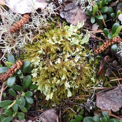 Cladonia turgida