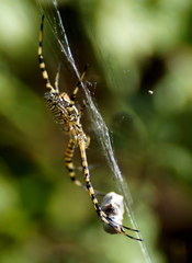 Argiope trifasciata