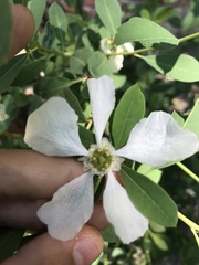 Exochorda