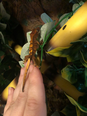 Correlophus