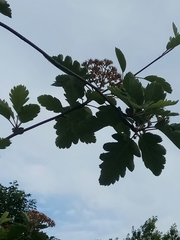 Scandosorbus intermedia