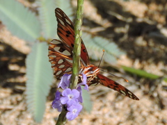 Dione vanillae insularis