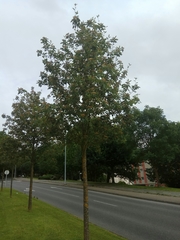 Scandosorbus intermedia