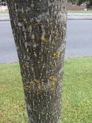 Scandosorbus intermedia