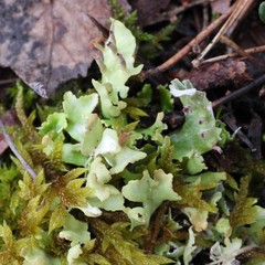 Cladonia turgida
