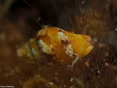 Columbella adansoni