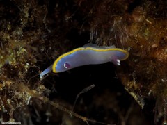 Felimida purpurea