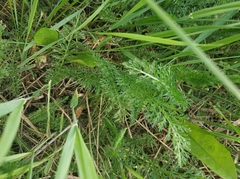 Achillea millefolium