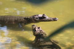 Caiman crocodilus chiapasius