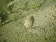 Pomatoschistus microps