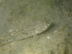 Pomatoschistus microps