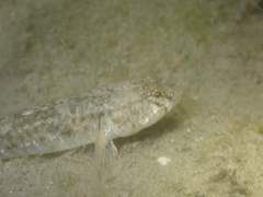 Pomatoschistus microps