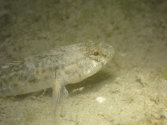 Pomatoschistus microps