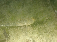 Pomatoschistus microps