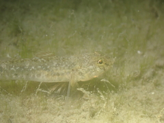 Pomatoschistus microps