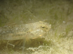 Pomatoschistus microps