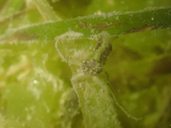 Amphipholis squamata