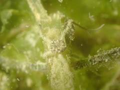 Amphipholis squamata