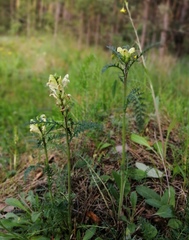 Pedicularis uralensis