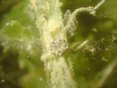 Amphipholis squamata