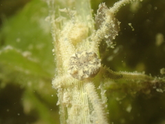 Amphipholis squamata