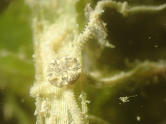 Amphipholis squamata