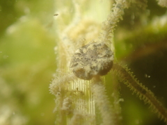 Amphipholis squamata