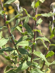 Helichrysum mutabile