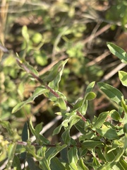 Helichrysum mutabile
