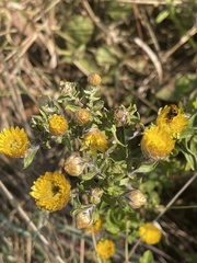 Helichrysum mutabile