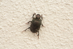 Onthophagus illyricus