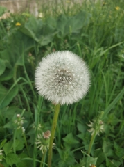Taraxacum officinale