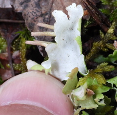 Cladonia turgida