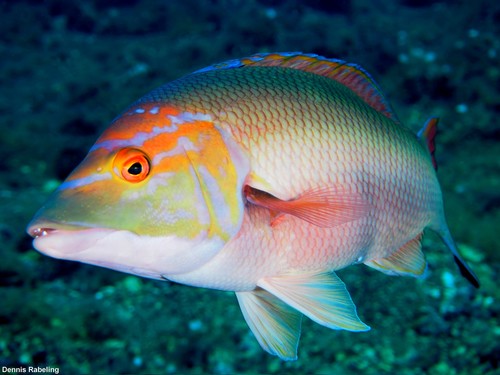 Barred Hogfish