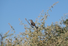 Toxostoma crissale