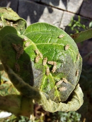 Corythaica cyathicollis