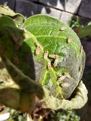 Corythaica cyathicollis