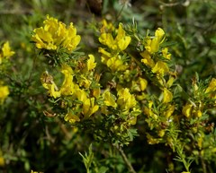 Chamaecytisus borysthenicus