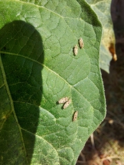 Corythaica cyathicollis
