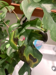 Rhaphidophora tetrasperma